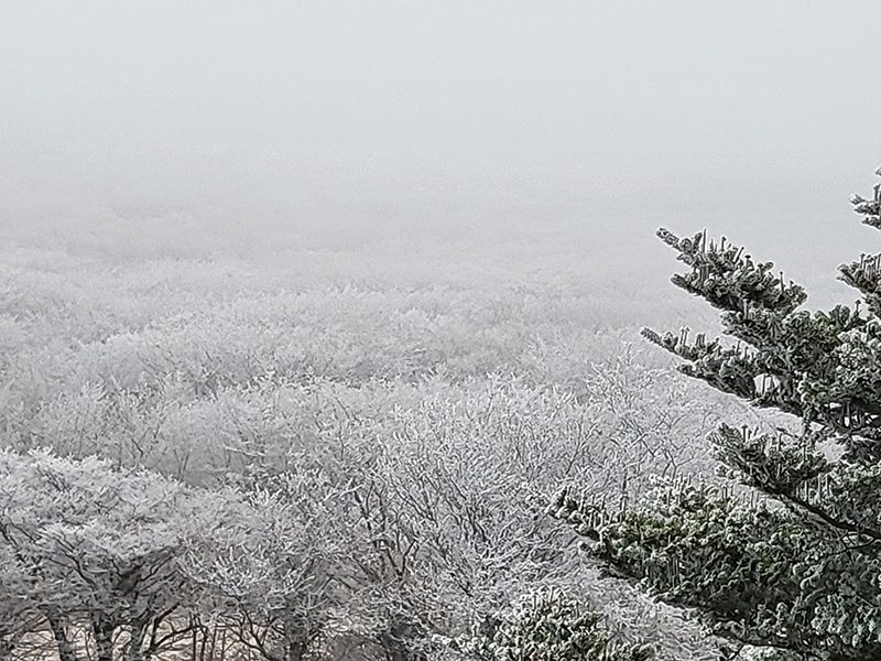 제주도, 설경, 1100고지, 제주겨울