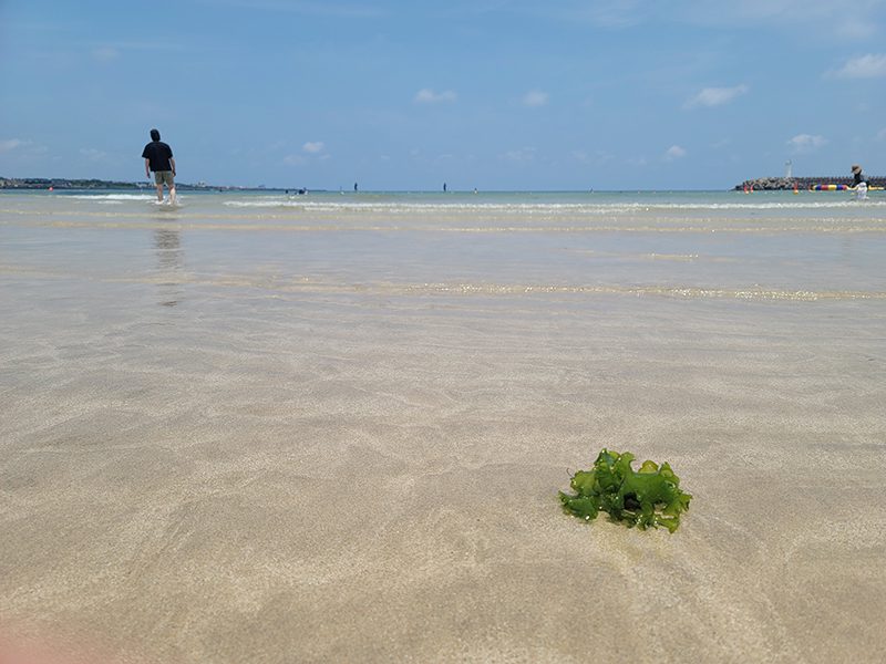 제주도, 표선해수욕장