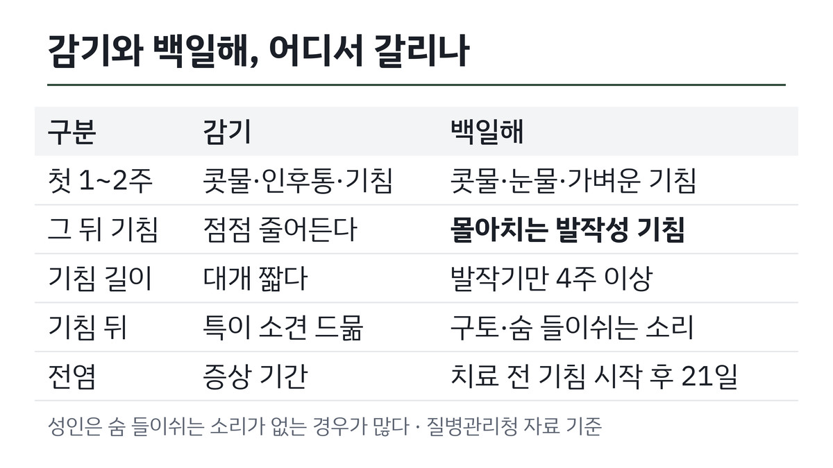 감기와 성인 백일해 증상 차이 비교 표